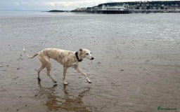 Mixed Breed dogs for sale: Whippet x f2 Labradoodle - Advert 10