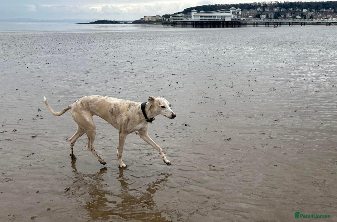 Mixed Breed dogs for sale: Whippet x f2 Labradoodle - Advert 10