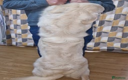 Golden Retriever dogs for sale: Meet Mickey, the Well-Mannered Golden Retriever - Image 10