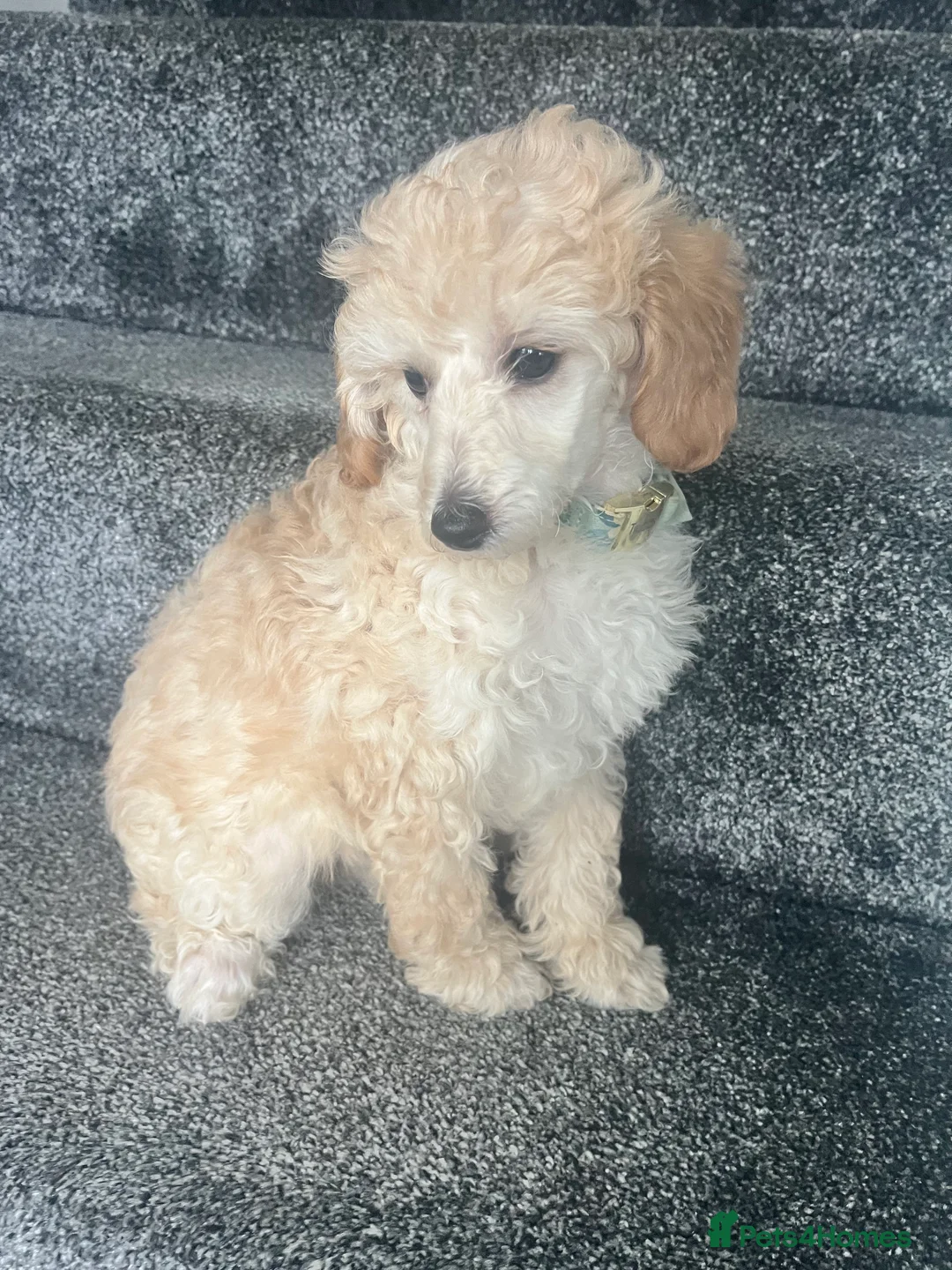 Toy Poodle dogs for sale: Adorable toy poodle girl puppy 11 weeks  - Advert 2