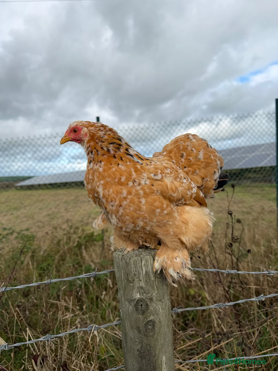 Chickens poultry for sale: CHICKENS FOR SALE – POINT OF LAY HENS & ROOSTERS in Ilfracombe - Advert 2