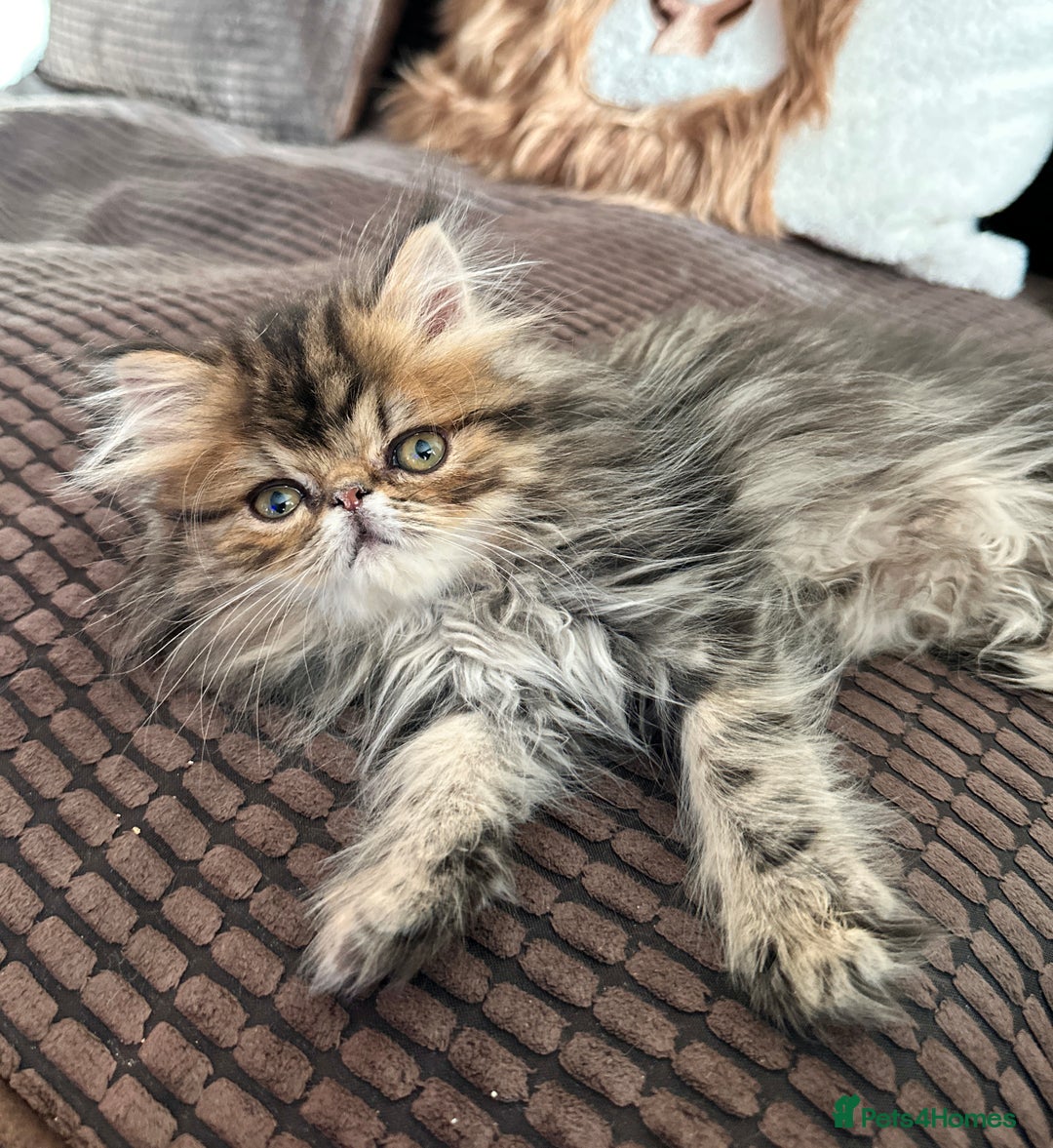 Persian cats for sale: 4 cuddly, petite Persian girls💗 - Image 10