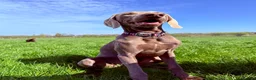 Mixed Breed dogs for sale: Waiting to Go -Stunning Husky Shepherd x Weim Boys - Advert 4
