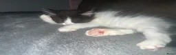 Mixed Breed cats for sale: Five adorable fluffballs looking for new homes - Advert 6