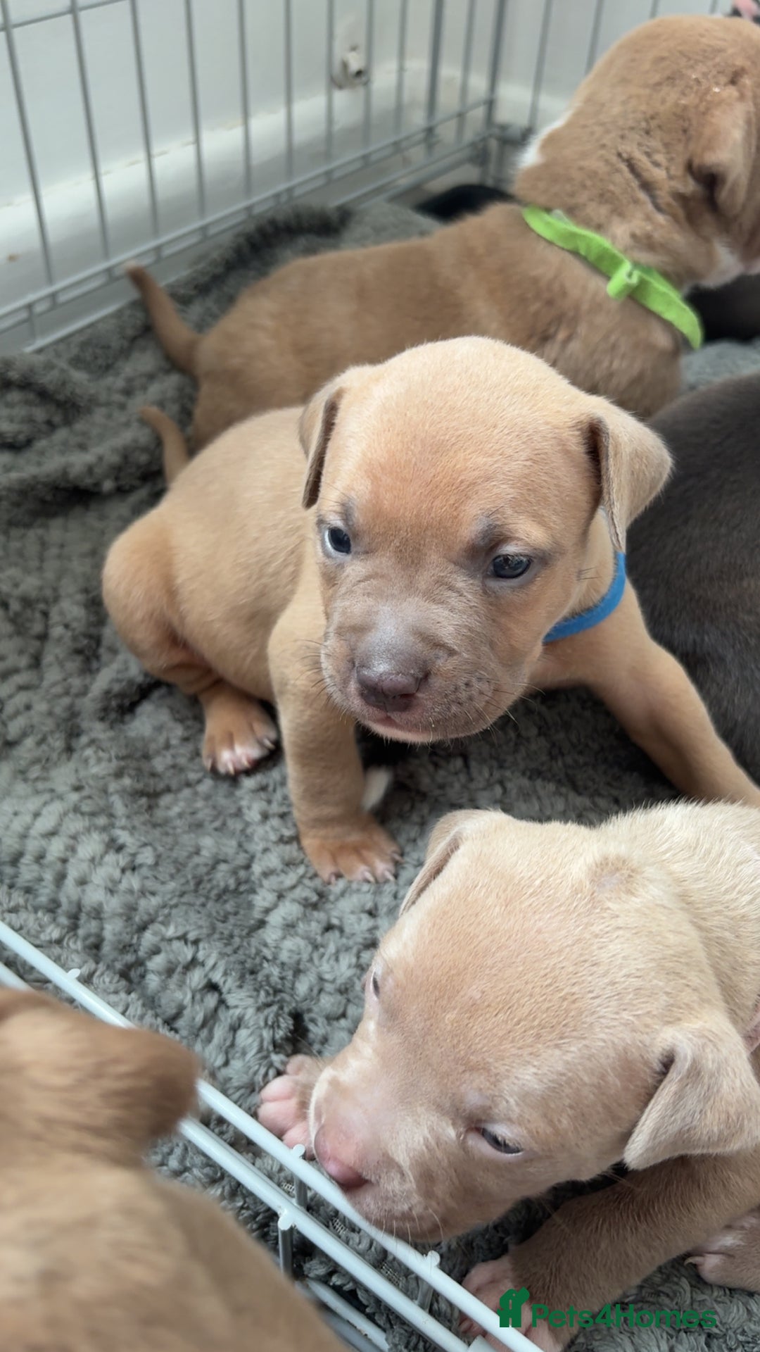Mixed Breed dogs for sale: Puppies for sale  - Image 3