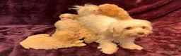 Maltipoo dogs for sale: 💙Maltipoo F1💜 - Advert 33