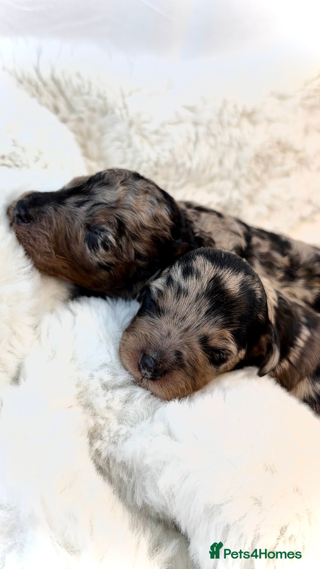 Cockapoo dogs for sale: Gorgeous F2 Cockapoo Puppies  - Advert 9