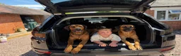 Rhodesian Ridgeback dogs for sale: Bred for beauty. Build and temperament. in Market Drayton - Advert 11