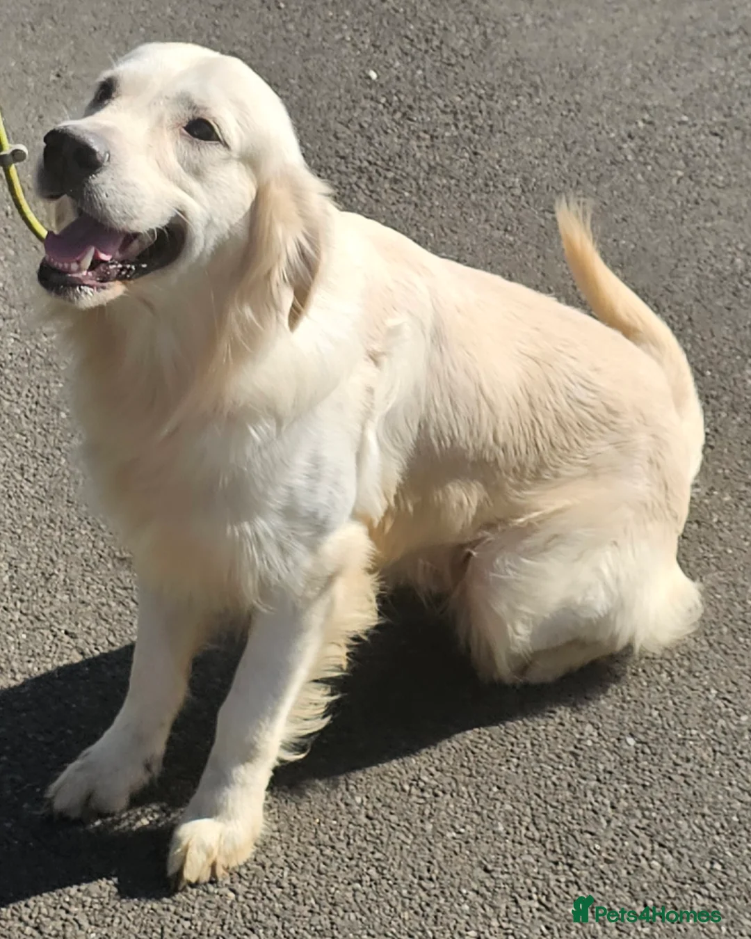 Golden Retriever dogs for stud: Extensively health tested show type kc reg in Bedford - Advert 2