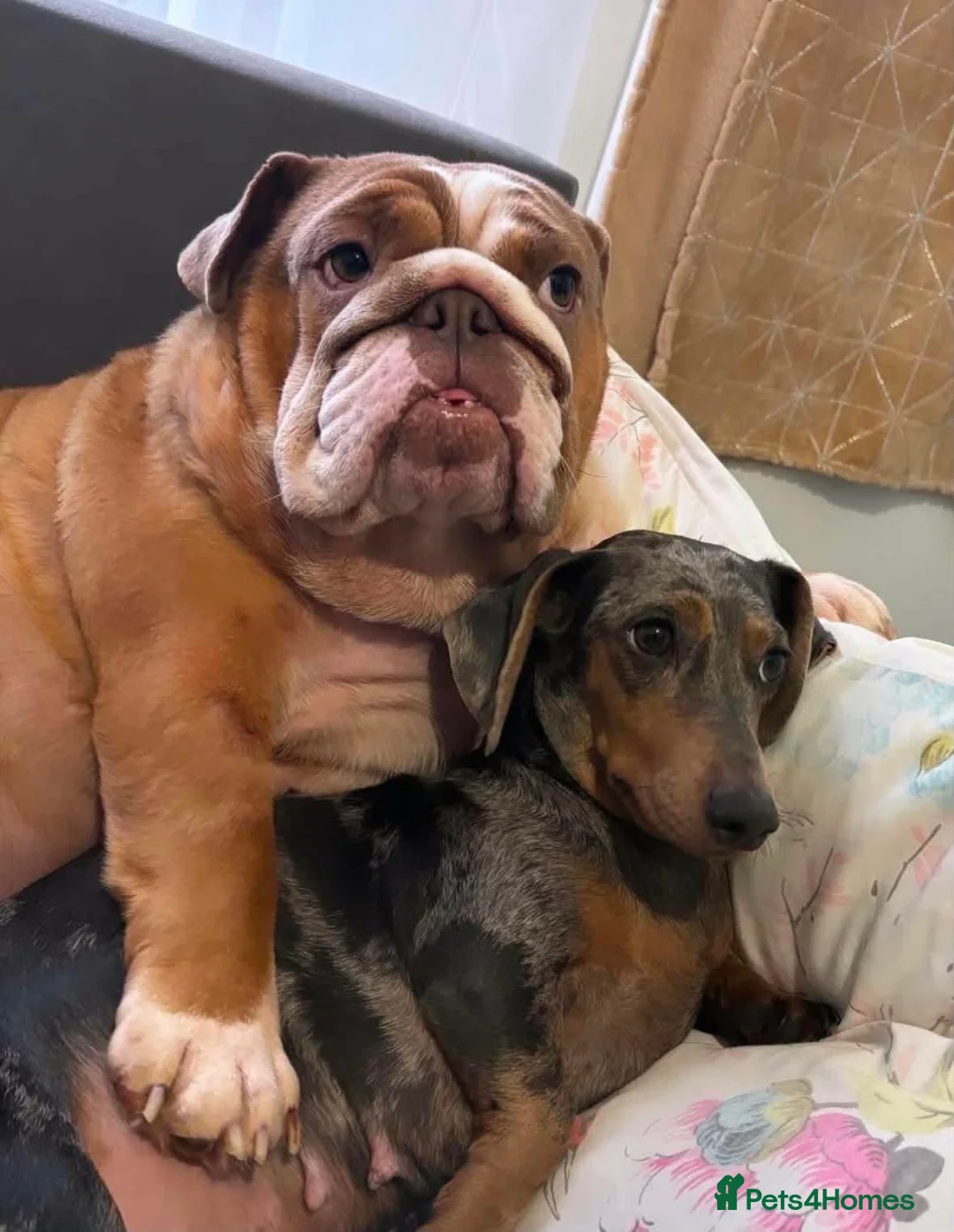 English Bulldog dogs for sale: Female english bulldog in Shipley - Advert 1