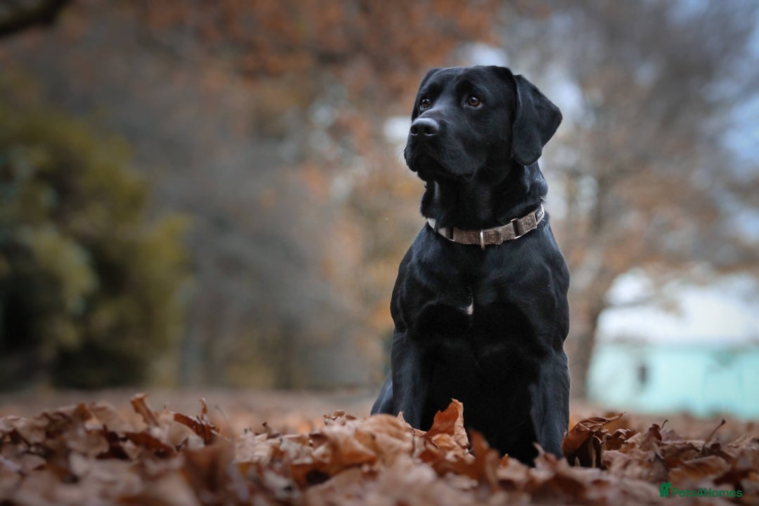 Labrador Retriever dogs for stud: Labrador stud dog produces black yellow chocolate - Image 7