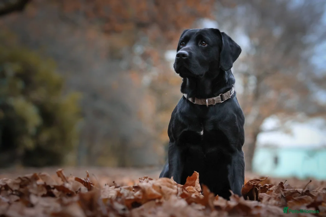 Labrador Retriever dogs for stud: Labrador stud dog produces black yellow chocolate - Advert 7