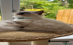 Ragdoll cats for sale: GCCF Registered. Grand Champion Bloodlines. - Image 12