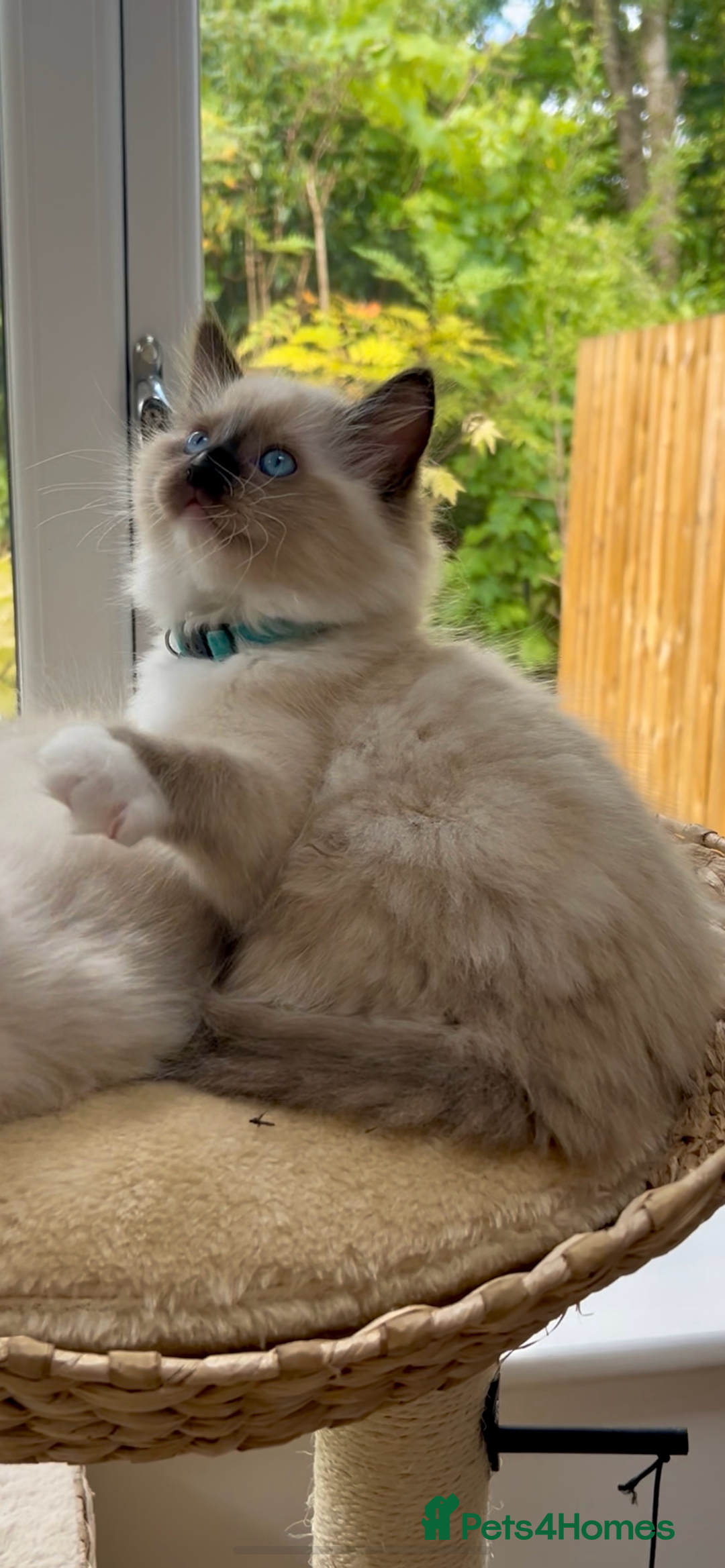 Ragdoll cats for sale: GCCF Registered. Grand Champion Bloodlines. - Image 12