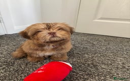 Shih Tzu dogs for sale: 💝 Rehoming Beautiful Shih Tzu Girl - Image 7