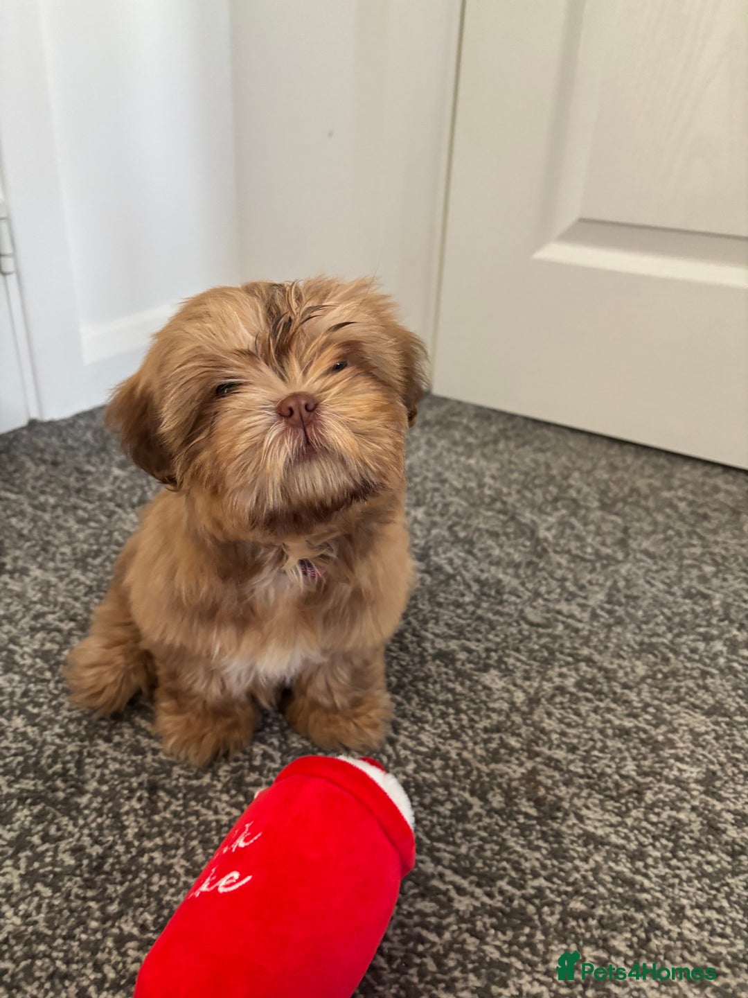 Shih Tzu dogs for sale: 💝 Rehoming Beautiful Shih Tzu Girl - Image 7