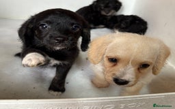 Jackapoo dogs for sale: Absolutely stunning jackapoo - Image 3
