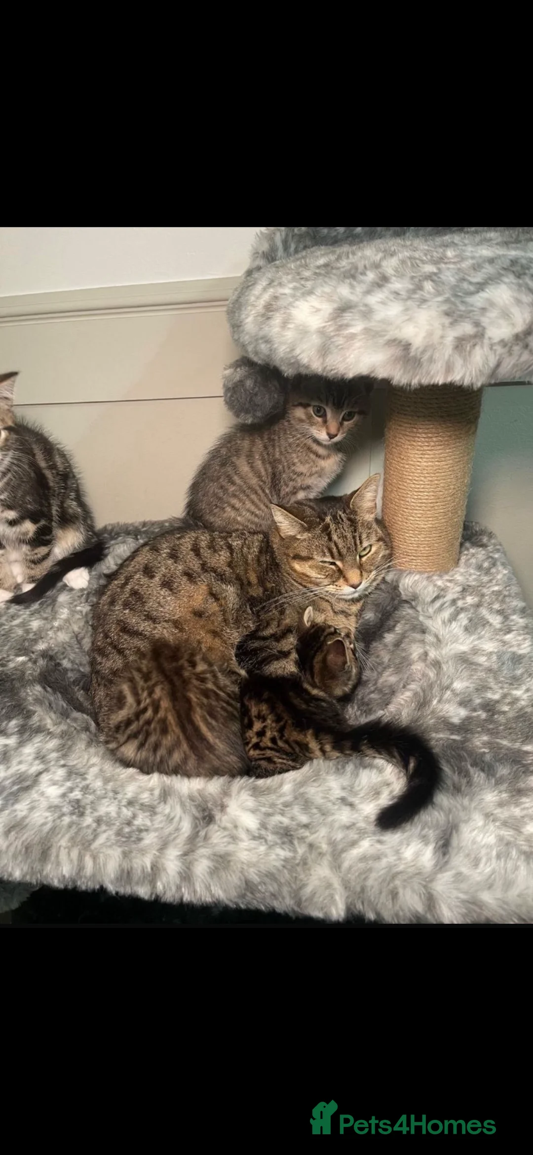 Mixed Breed cats for sale: 4 gorgeous kittens  - Advert 7