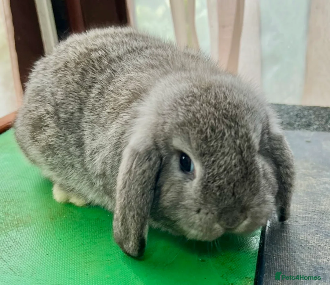 Mini Lop rabbits for sale: Beautiful coloured Mini Lops - Advert 11