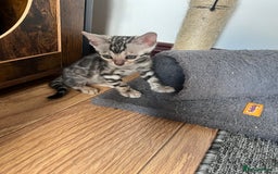 Bengal cats for sale: 🐾 TICA Registered Bengal Kittens 🐆🥰 - Image 8