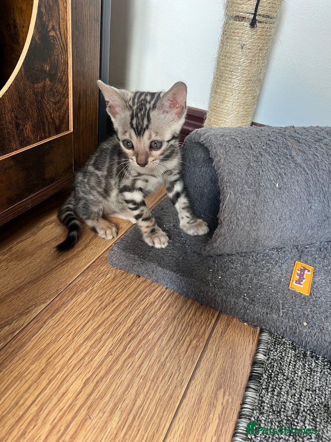 Bengal cats for sale: 🐾 TICA Registered Bengal Kittens 🐆🥰 - Image 8