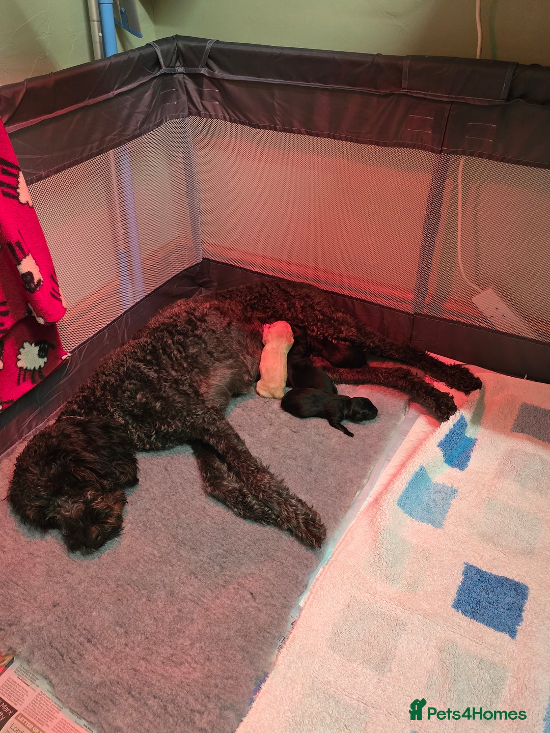 Labradoodle dogs for sale: Only one gorgeous girl left - Advert 7