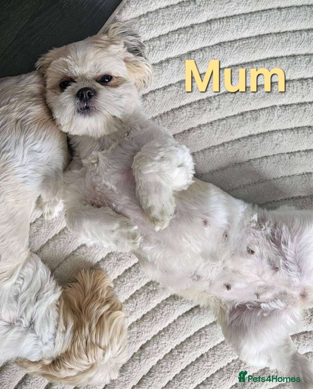 Shih Tzu dogs 🥰🐾 Adorable Shih Tzu Puppies 🐾🥰 in Accrington - Advert 1