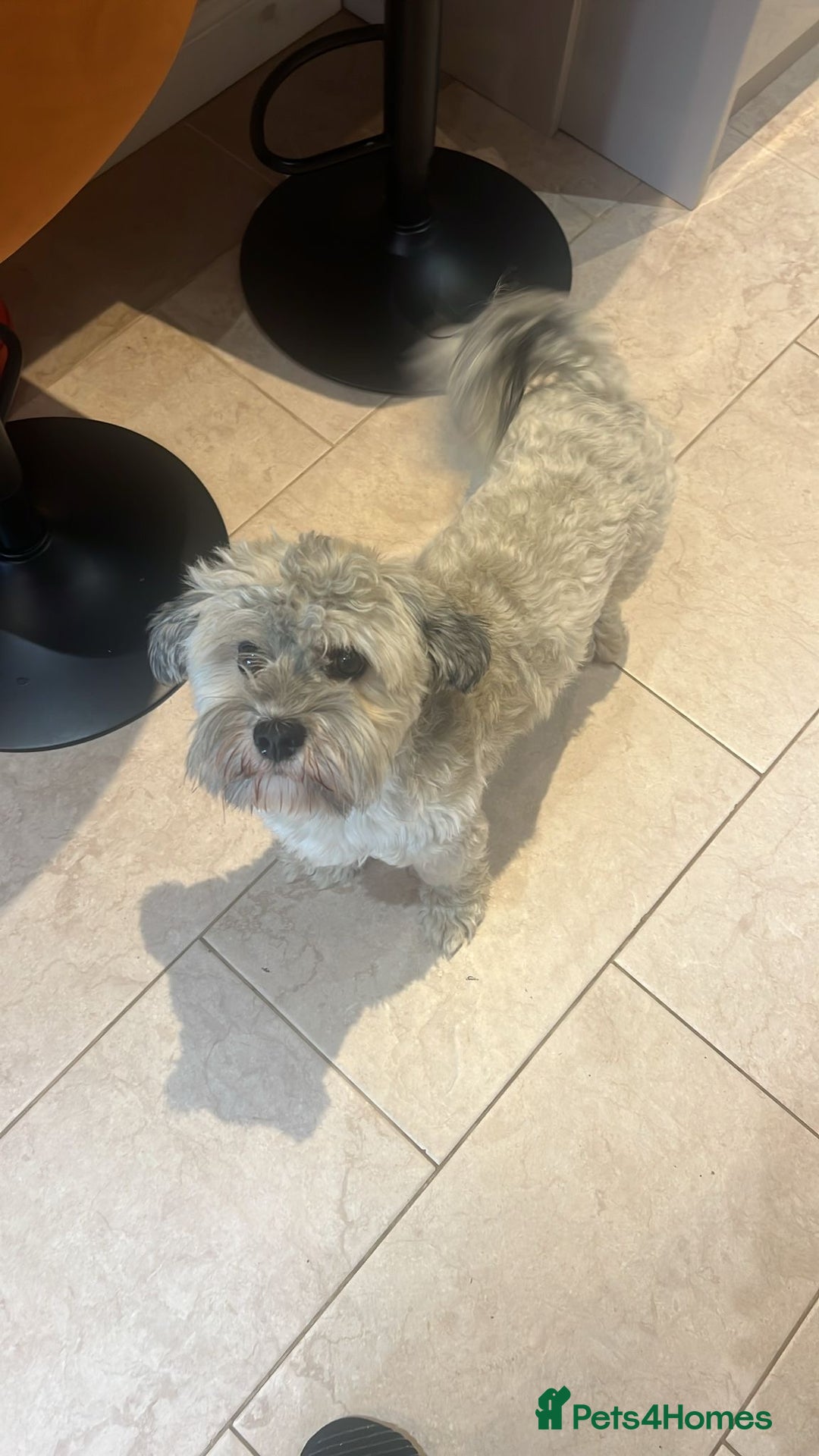 Havanese dogs for stud: Our⭐️Teddy⭐️ is available for stud. - Image 12