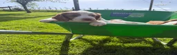 Cocker Spaniel dogs for sale: Beautiful Cocker Spaniel Pups Looking for Homes in Barnstaple - Advert 5