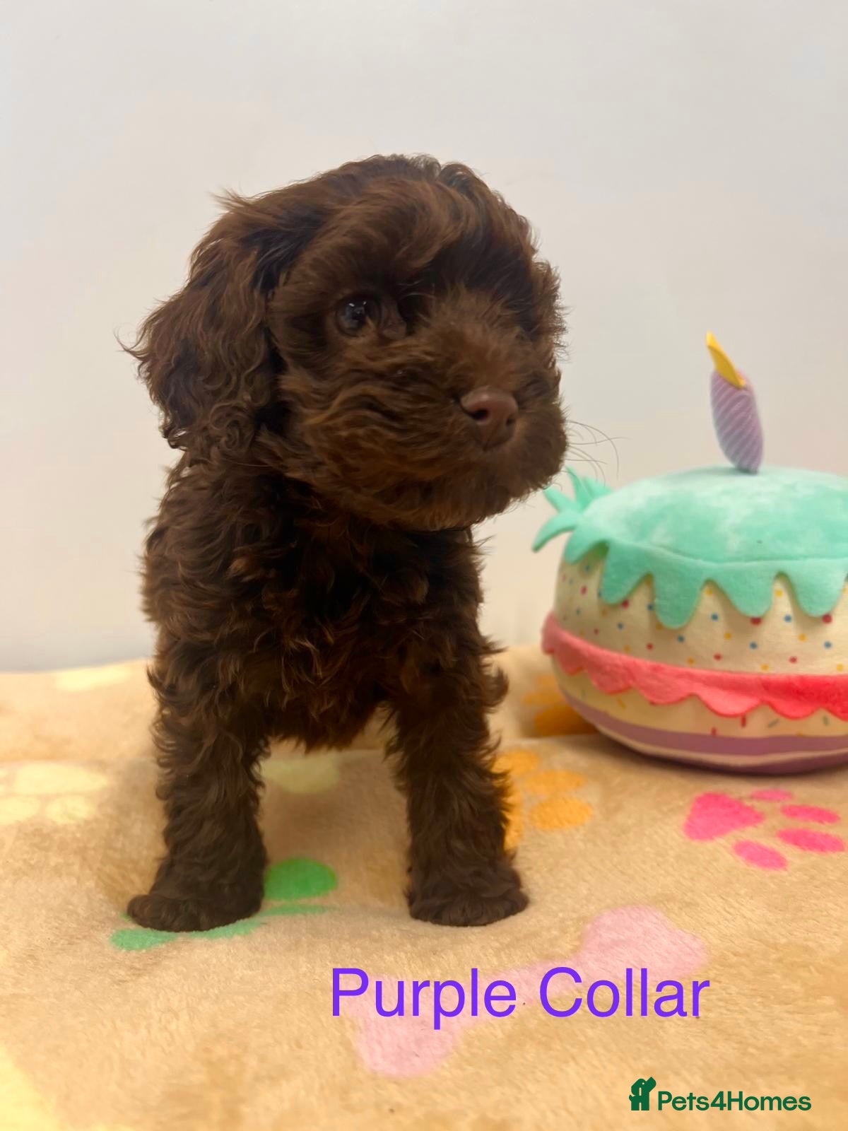 Cockapoo dogs Lovely American Cockapoo Pups Chocolates & Merles  - Advert 3