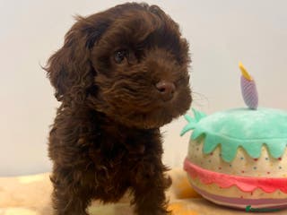 Cockapoo dogs Lovely American Cockapoo Pups Chocolates & Merles - Advert 17