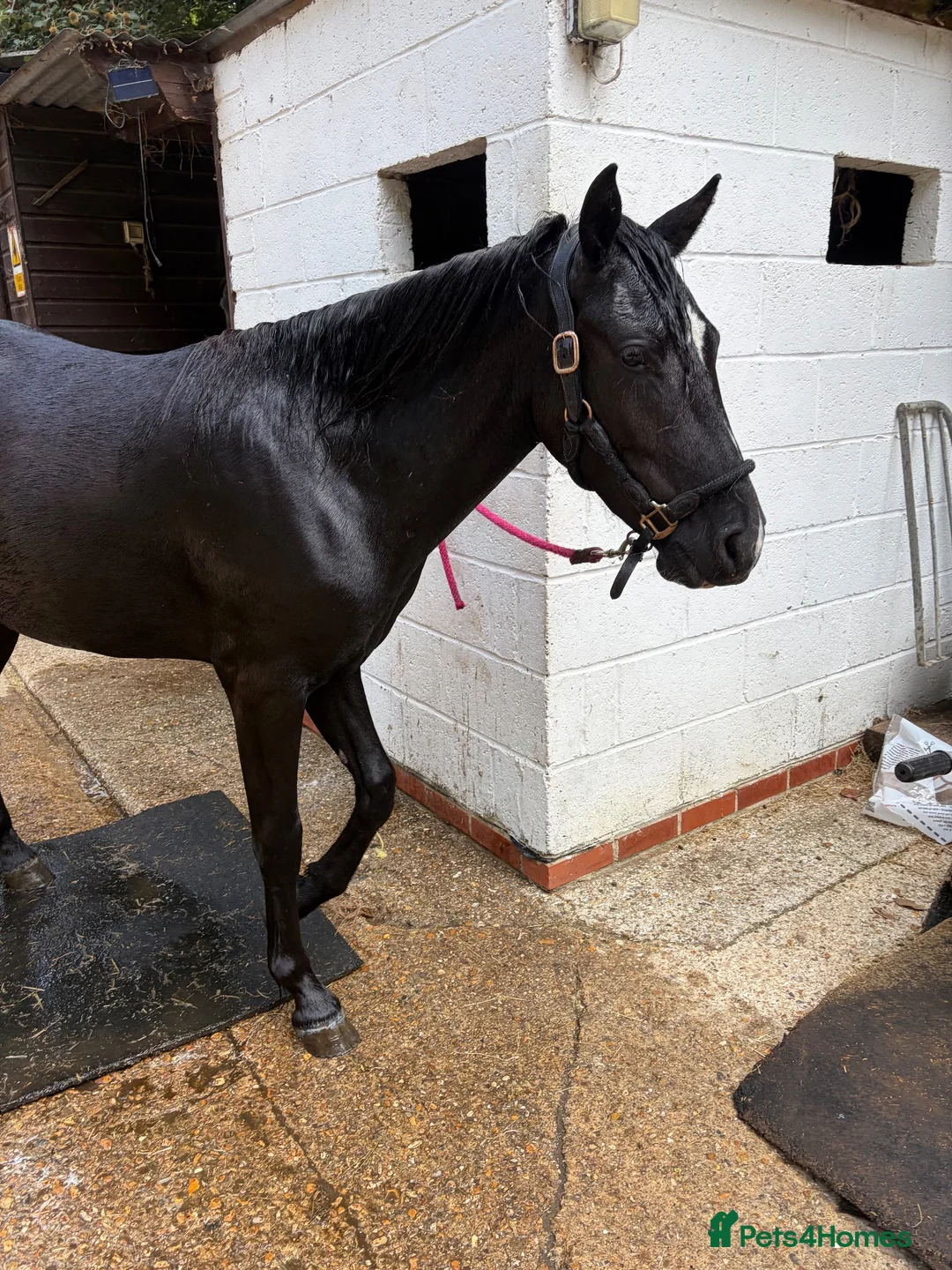 New Forest horses for sale: 14’2 2 year old nf  in Yateley - Advert 2
