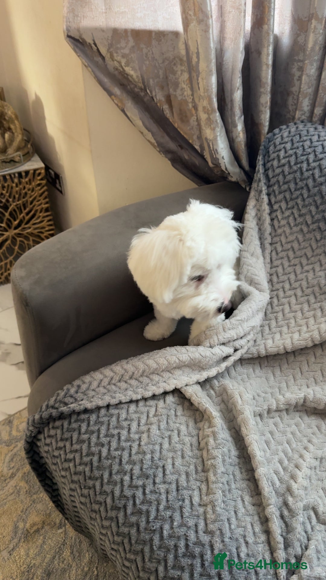 Mixed Breed dogs for sale: Mr Luka  - Image 10