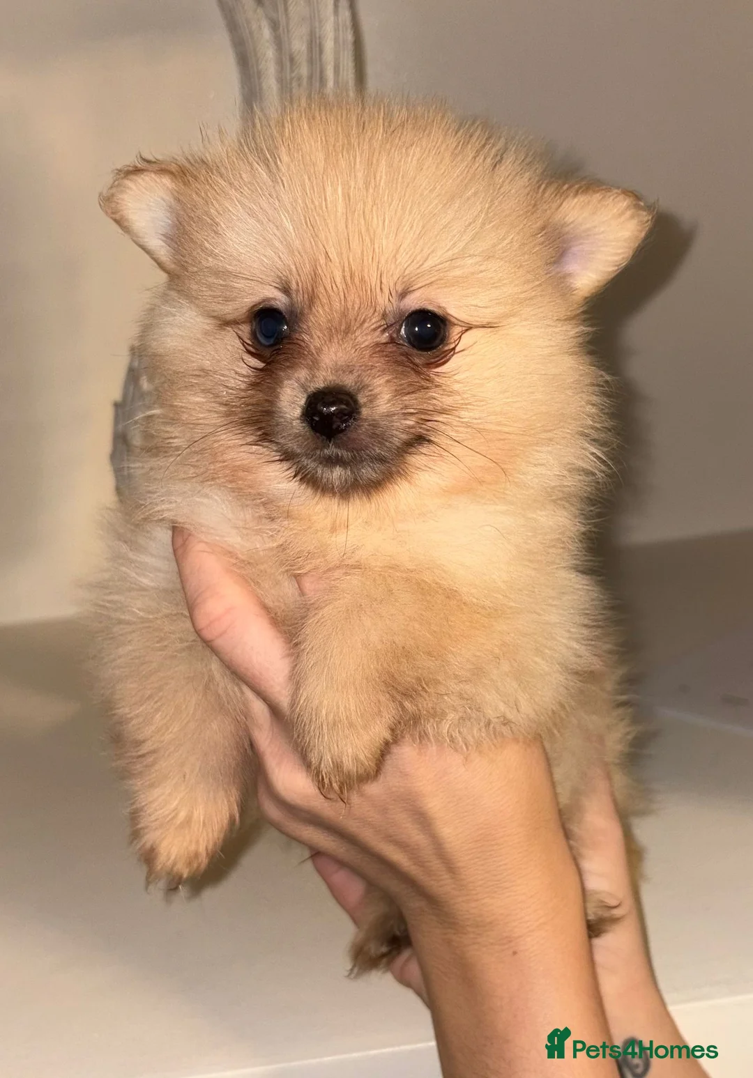 Pomeranian dogs for sale: Pomeranian puppies   - Advert 16