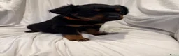 Rottweiler dogs for sale: 🐾Fluffy Rottweiler Puppies – From Murphy & Kyra🐾 in Lytham Saint Annes - Advert 6