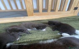 Mixed Breed cats for sale: 2 Black Kitten available 1 black and white  - Image 5