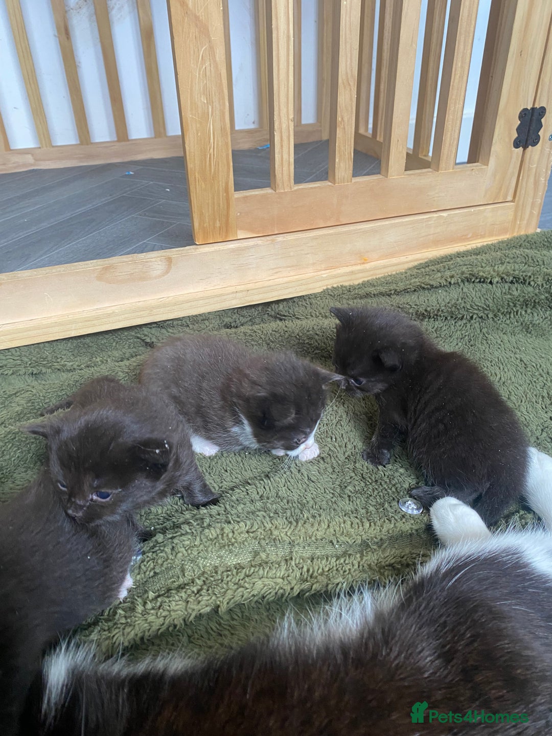 Mixed Breed cats for sale: 2 Black Kitten available 1 black and white  - Image 5