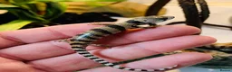 Skink reptiles for sale: Baby pink tongue skinks WOW AMAZING!! - Advert 1