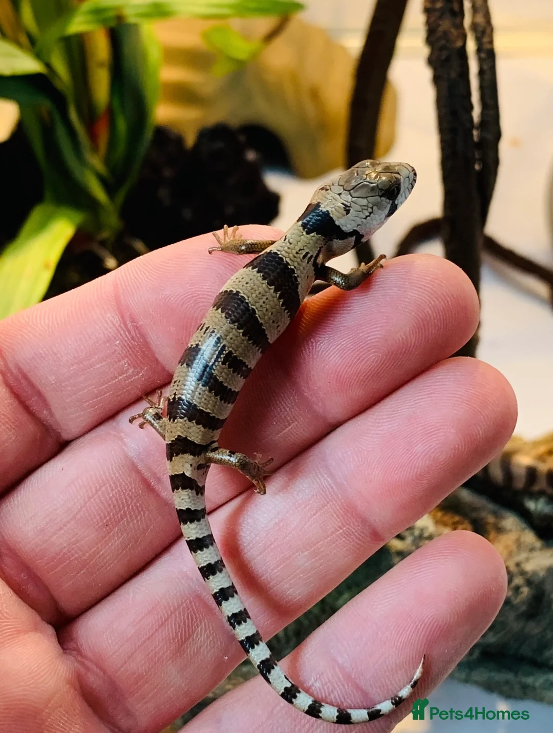 Skink reptiles for sale: Baby pink tongue skinks WOW AMAZING!! - Advert 1