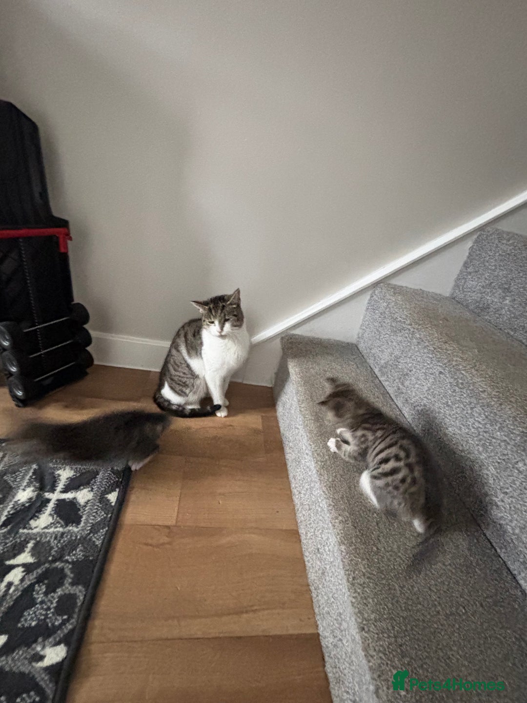 Mixed Breed cats for sale: Kittens ready for their new homes - Image 10