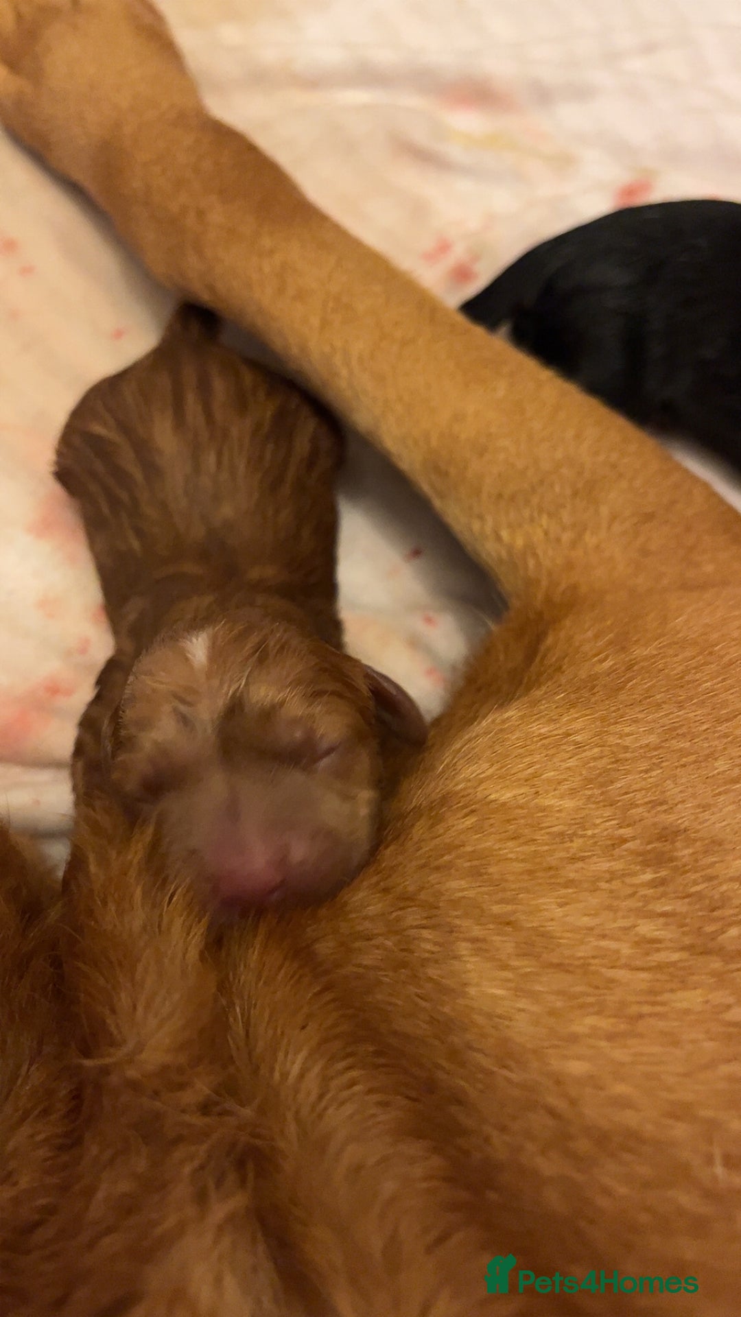 Mixed Breed dogs for sale: Sprockerdor puppies for sale - Image 18