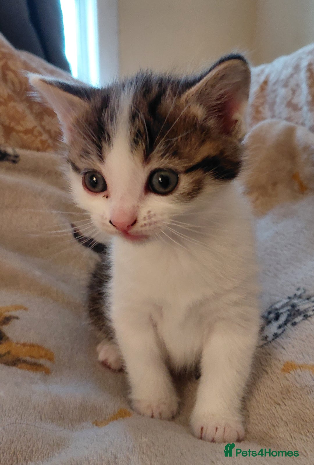 Mixed Breed cats for sale: Gorgeous fluffy kitties - Advert 6