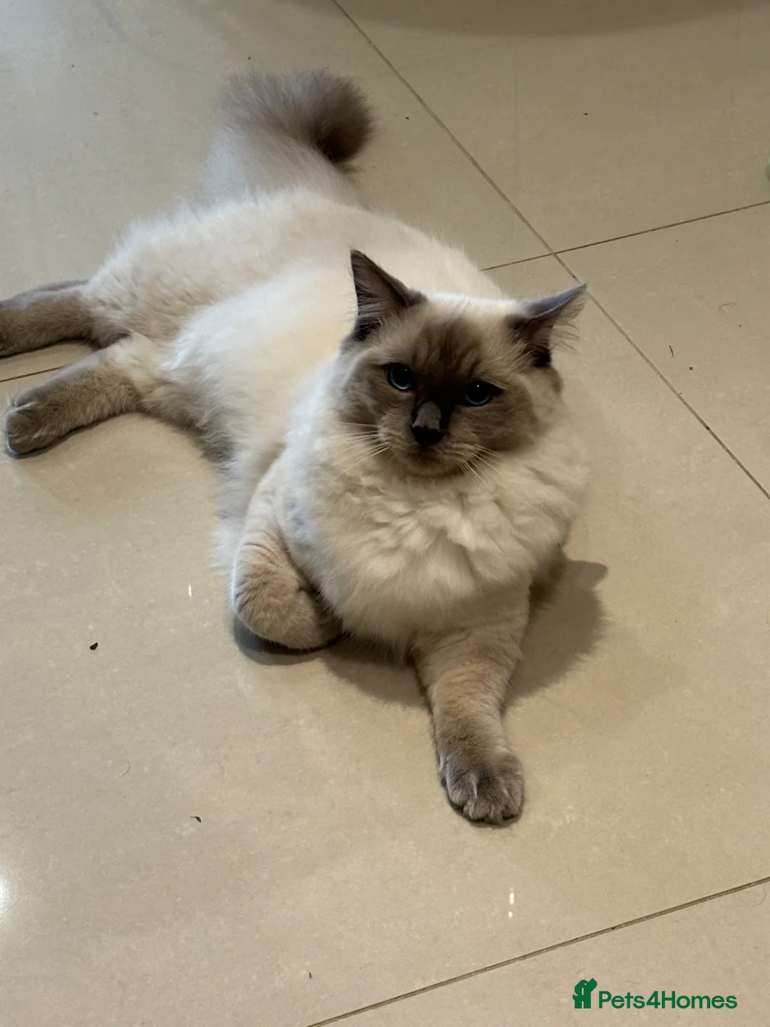 Ragdoll cats for sale: Sadly rehoming - Advert 2