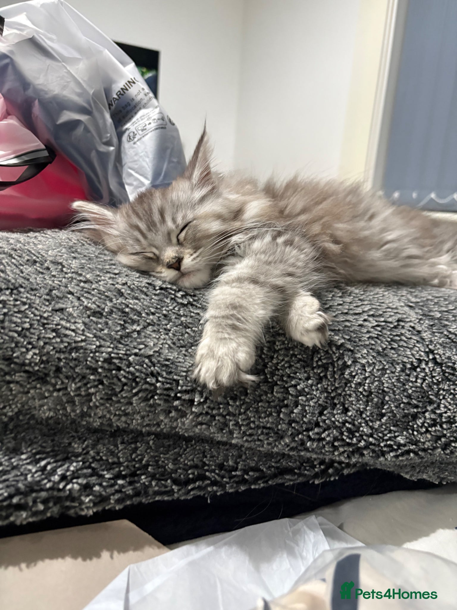 Maine Coon cats Maine coon kitten open to offers  - Advert 7