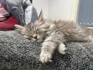 Maine Coon cats Maine coon kitten open to offers - Advert 7