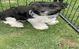 Yorkshire Terrier dogs for sale: Two Yorkshire Terrier Biewer Puppies - Image 2