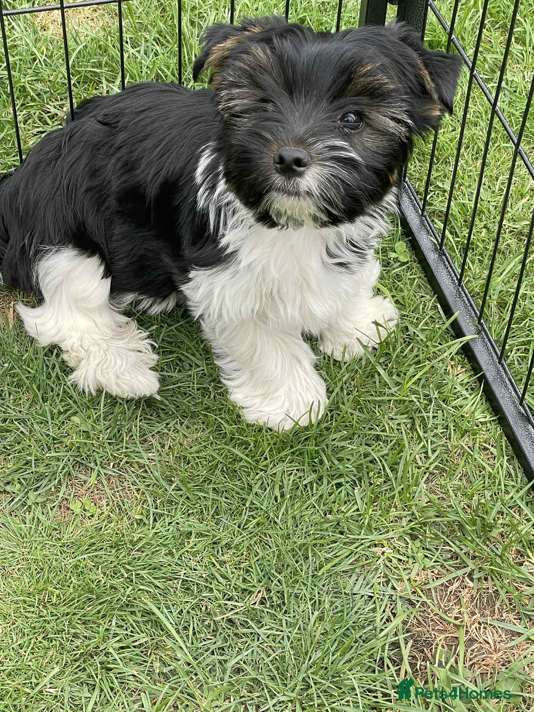 Yorkshire Terrier dogs for sale: Two Yorkshire Terrier Biewer Puppies - Image 2