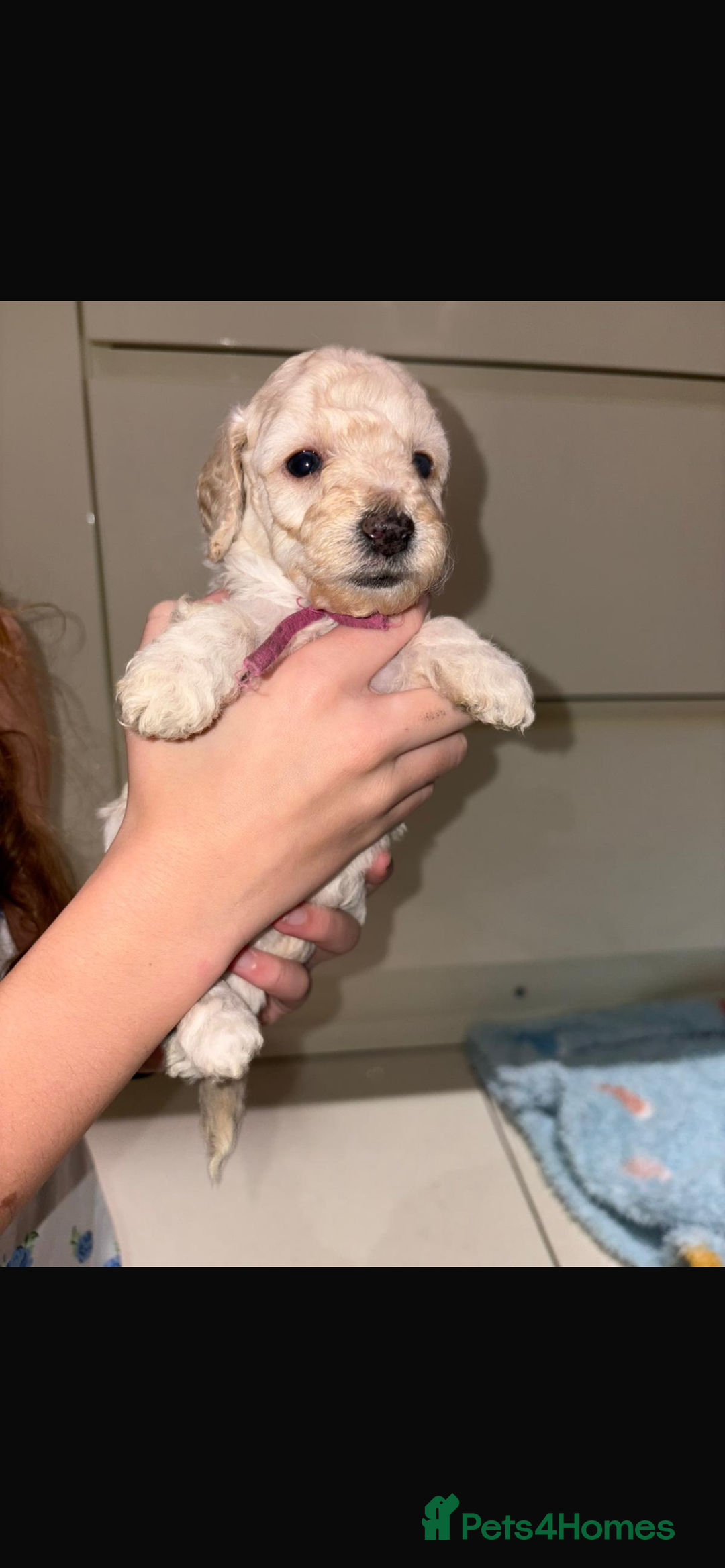 Miniature Poodle dogs for sale: Miniature Merle poodle puppies 🌈🐶❤️ - Advert 28