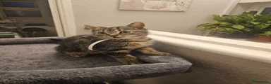 American Shorthair Kitten 5