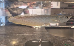 Other/Mixed Breed fish for sale: SLIVER AROWANA - Advert 2